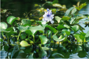 Assessment of the Nutrient Removal Potential of Floating Native and Exotic Aquatic Macrophytes Cultured in Swine Manure Wastewater.