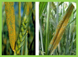 Genome-wide association reveals a complex architecture for rust resistance in 2300 worldwide bread wheat accessions screened under various Australian conditions.