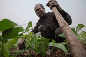 COVID-19 impacts driving up acute hunger in countries already in food crisis
