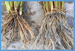Root Response to Drought Stress in Rice ( Oryza sativa L .)