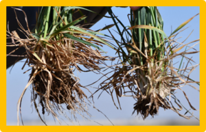 Influence of sulfur fertilization on CuO nanoparticles migration and transformation in soil pore water from the rice (Oryza sativa L.) rhizosphere