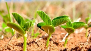Multiplex CRISPR/Cas9-mediated metabolic engineering increases soya bean isoflavone content and resistance to soya bean mosaic virus