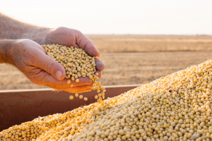 Study Confirms Safety of GM Soybean in a Subchronic Rodent Feeding Study