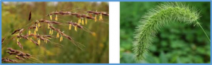 Evolutionary impact of whole genome duplication in Poaceae family
