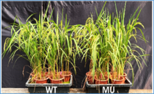 CRISPR-enhanced iron accumulation in TBR225 rice via OsNRAMP7 overexpression
