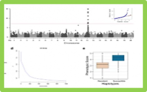 Genome-wide association study for resistance to the Meloidogyne javanica causing root-knot nematode in soybean