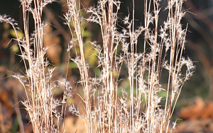 Antioxidant, Anti-tyrosinase, Anti-&alpha;-amylase, and Cytotoxic Potentials of the Invasive Weed Andropogon virginicus