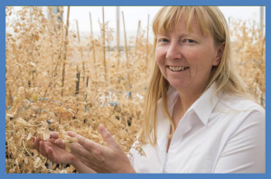 Technology to Accelerate Search for Drought Tolerant Chickpeas