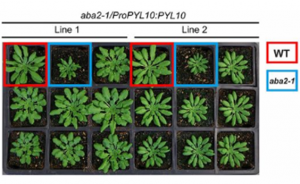 A ligand-independent origin of abscisic acid perception