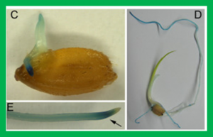 OsABA8ox2, an ABA catabolic gene, suppresses root elongation of rice seedlings and contributes to drought response