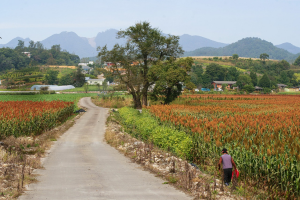 Agricultural innovation: New sorghum hybrid with a 25% increase in yield released in Zimbabwe