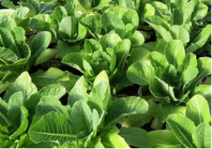 Non-Browning Greenvenus&trade; Romaine Lettuce Advances To Commercial Trials In The Us