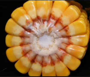 Identification of a candidate gene underlying qKRN5b for kernel row number in Zea mays L.