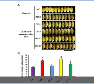 HKU Plant Scientists Identify Strategy to Enhance Rice Grain Yield