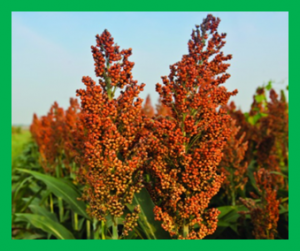 Mutations in sorghum SBEIIb and SSIIa affect alkali spreading value, starch composition, thermal properties and flour viscosity