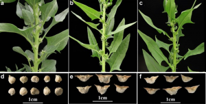 Fine mapping and molecular marker development of the Fs gene controlling fruit spines in spinach (Spinacia oleracea L.)