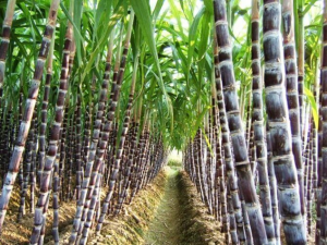 Accuracy of genomic prediction of complex traits in sugarcane