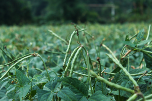 Transgenic Cowpea Confers Insect Resistance and Herbicide Tolerance