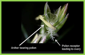 Major flowering time genes of barley: allelic diversity, effects, and comparison with wheat