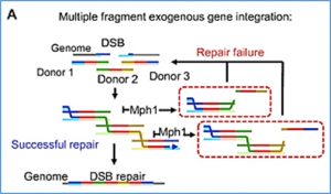 Recombination machinery engineering facilitates metabolic engineering of the industrial yeast Pichia pastoris