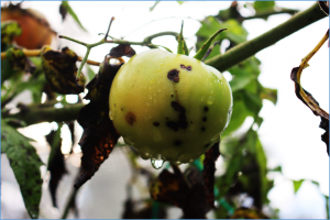 Study Unravels Cause of Tomato Bacterial Spot`s Global Spread