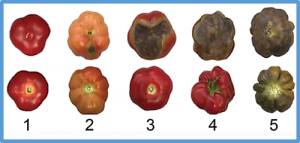 Identification of blossom-end rot loci using joint QTL-seq and linkage-based QTL mapping in tomato