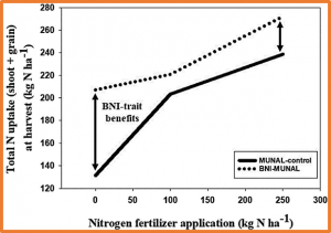 Enlisting wild grass genes to combat nitrification in wheat farming: A nature-based solution