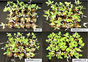 Overexpression of full-length and partial DREB2A enhances soybean drought tolerance