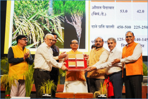India Releases Two Genome-Edited Rice Varieties