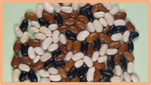 Dissecting the genetic control of seed coat color in a RIL population of common bean (Phaseolus vulgaris L.)
