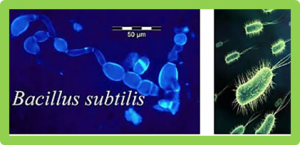 Plant&ndash;environment microscopy tracks interactions of Bacillus subtilis with plant roots across the entire rhizosphere