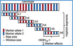 Deep scoping: a breeding strategy to preserve, reintroduce and exploit genetic variation