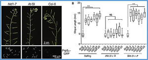Self-incompatibility requires GPI anchor remodeling by the poppy PGAP1 ortholog HLD1