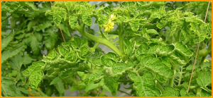 First Report of Tomato Yellow Leaf Curl Virus Infecting Upland Cotton (Gossypium hirsutum) in Alabama, USA