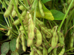 Optical mapping in plant comparative genomics 