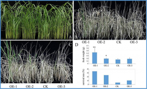 Overexpressing PpBURP2 in Rice Increases Plant Defense to Abiotic Stress and Bacterial Leaf Blight