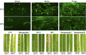Warm temperature compromises JA-regulated basal resistance to enhance Magnaporthe oryzae infection in rice