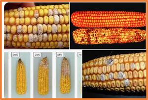 Empirical comparison of genomic and phenotypic selection for resistance to Fusarium ear rot and fumonisin contamination in maize