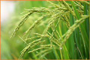 OsASR6 Enhances Salt Stress Tolerance in Rice