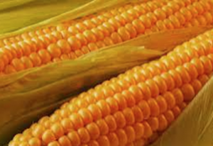 Convergent selection of a WD40 protein that enhances grain yield in maize and rice.