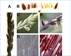 A newly characterized allele of ZmR1 increases anthocyanin content in whole maize plant and the regulation mechanism of different ZmR1 alleles