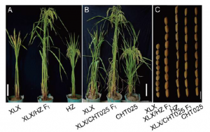 Characterization of a Novel Weak Alleleof RGA1/D1and Its Potential Application in Rice Breeding