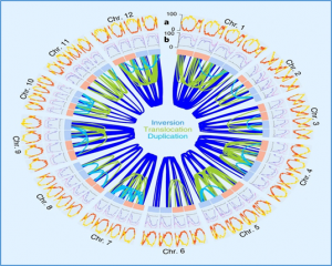 CRISPR/Cas-mediated knockdown of vacuolar invertase gene expression lowers the cold-induced sweetening in potatoes