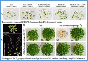 Enhancing plant genome editing through the use of a flexible CRISPR-Combo system