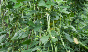 First Gene-Edited Cowpea Designed for Mechanized Harvesting