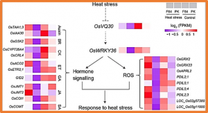 Integrating GWAS and transcriptomics to identify candidate genes conferring heat tolerance in rice