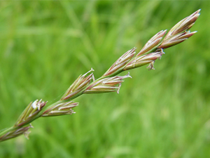 Developing an integrated genomic selection approach beyond biomass for varietal protection and nutritive traits in perennial ryegrass (Lolium perenne L.)