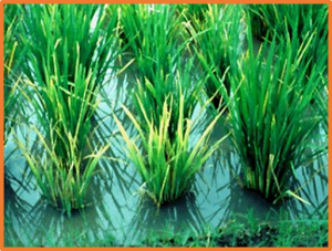 Genome-wide analysis of epigenetic and transcriptional changes in the pathogenesis of RGSV in rice