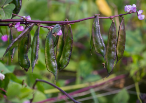 Full Genome Sequence of Lablab Bean Now Available