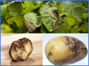 MiRNA160 is associated with local defense and systemic acquired resistance against Phytophthora infestans infection in potato